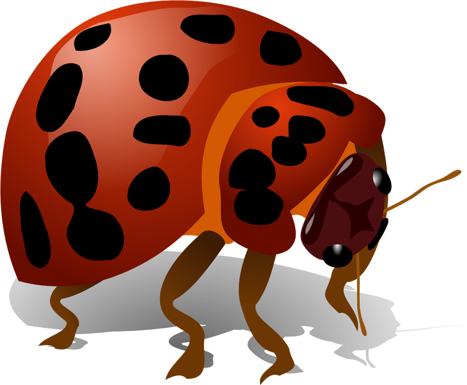 a lady bug with black spots on its body