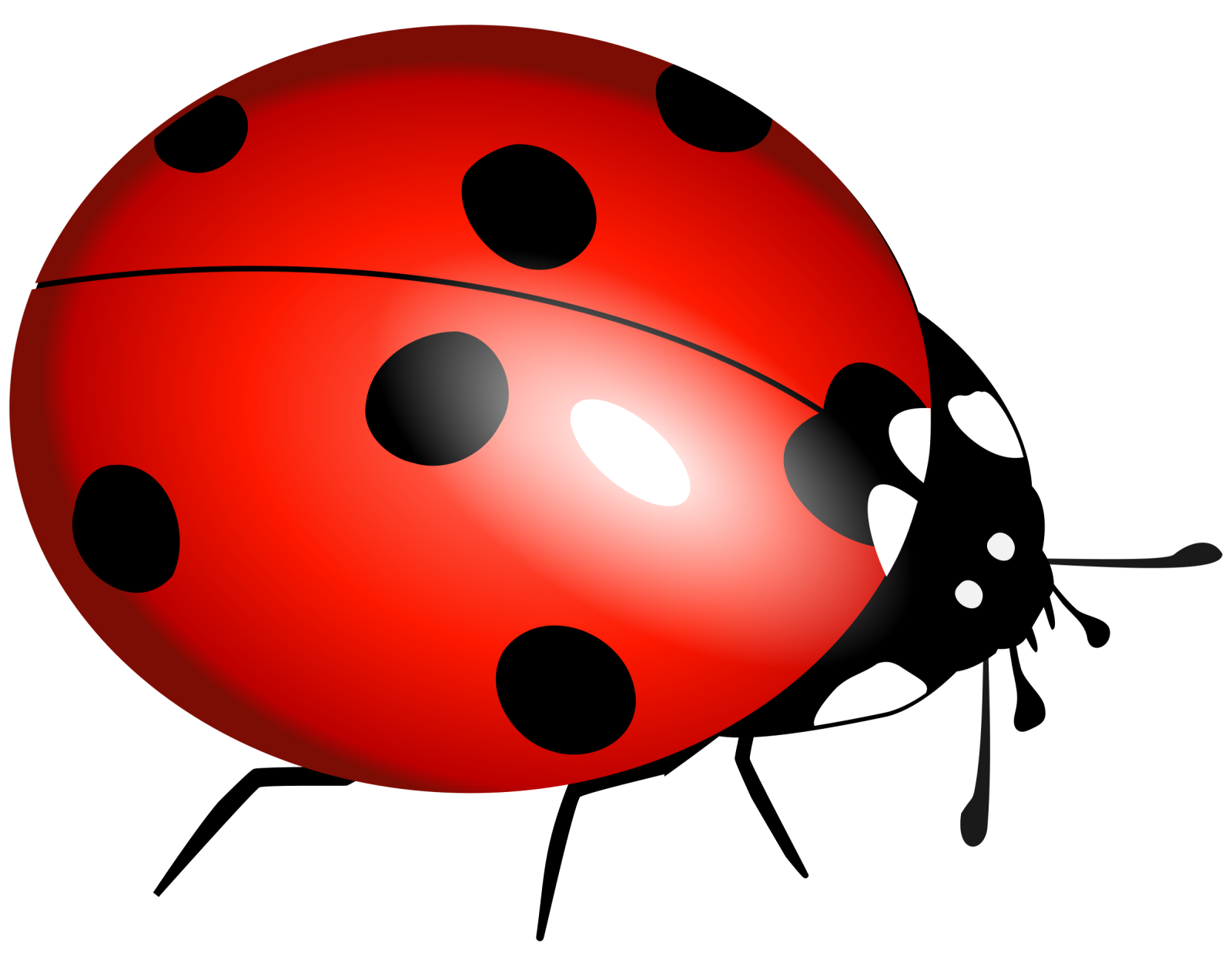 a lady bug with black spots on its back
