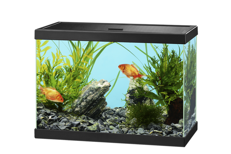 a fish tank filled with plants and rocks