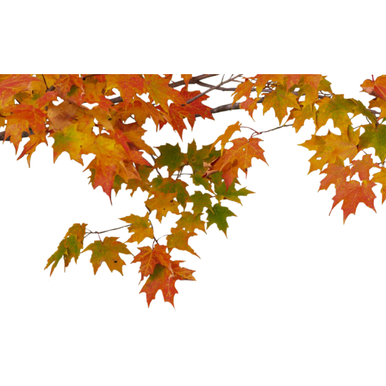 a branch with autumn leaves on it