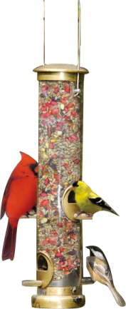 two birds are perched on a bird feeder