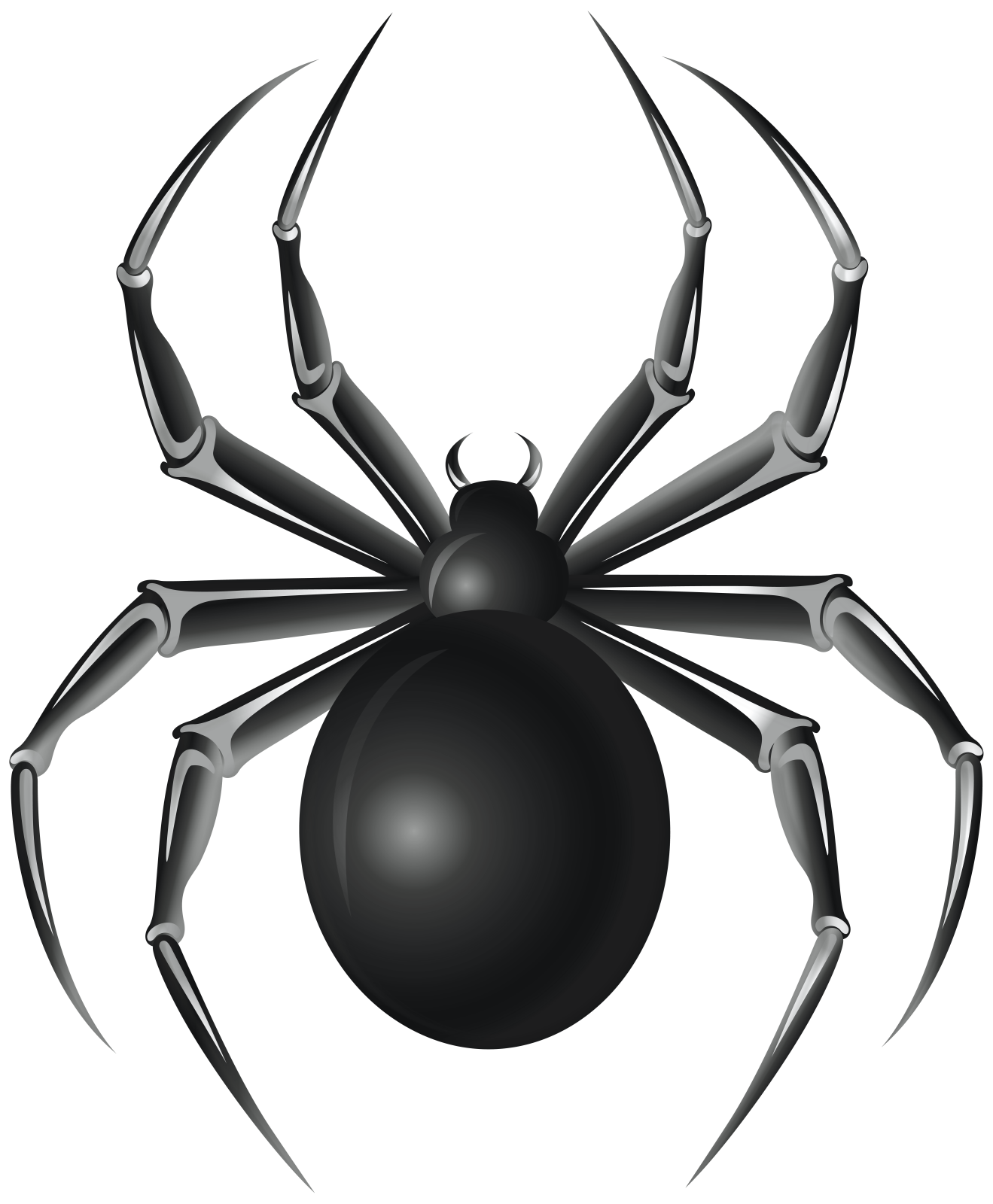 a black spider on a white background
