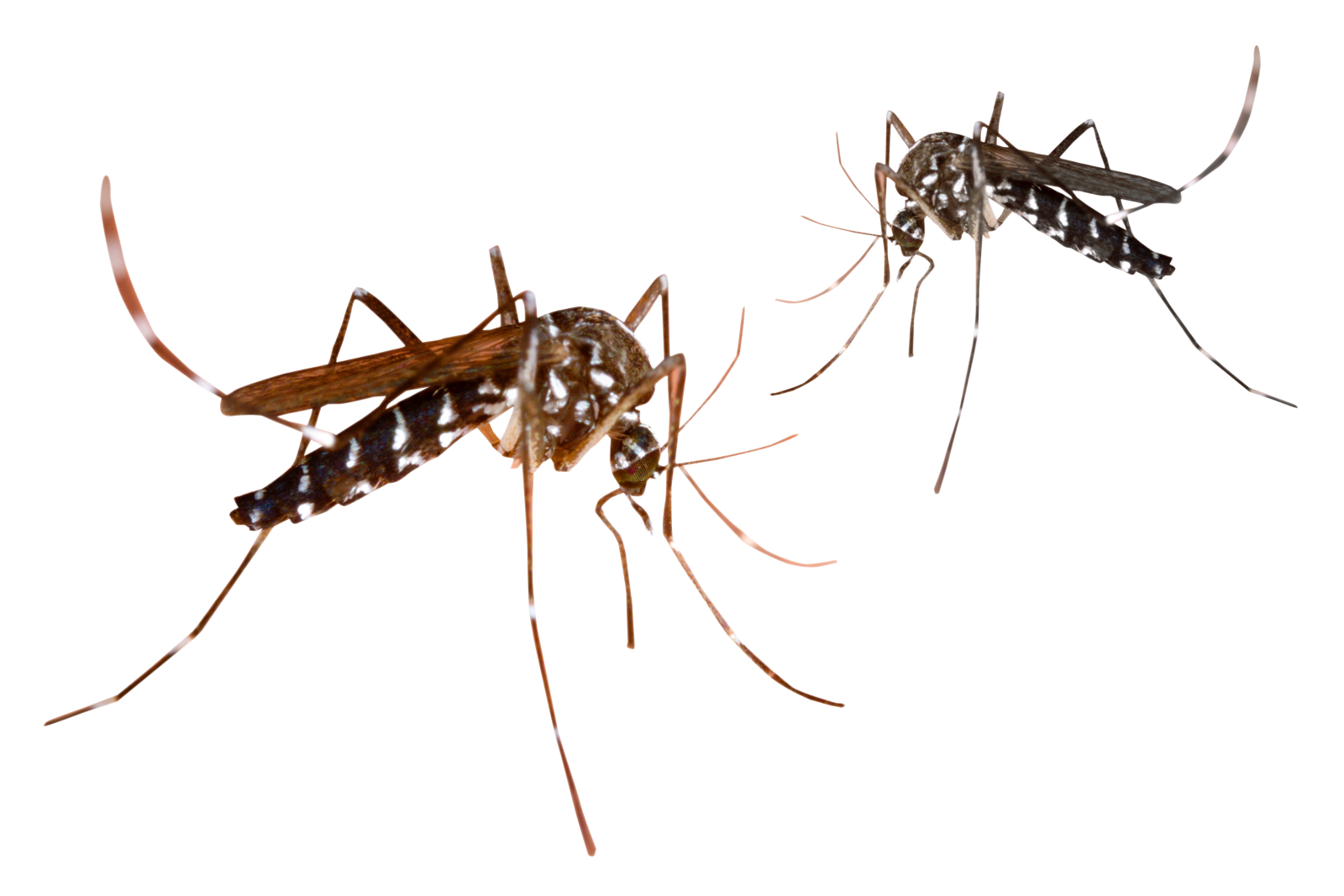 two mosquitoes on a white background