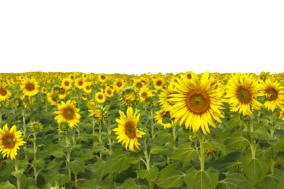 a field of sunflowers