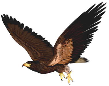 an eagle flying with its wings spread
