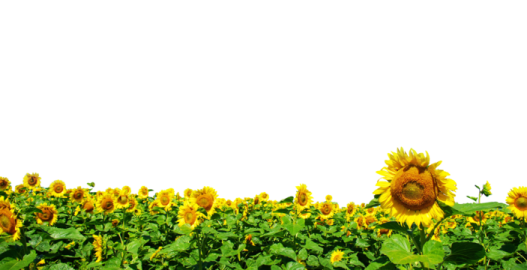 a field of sunflowers on a white background