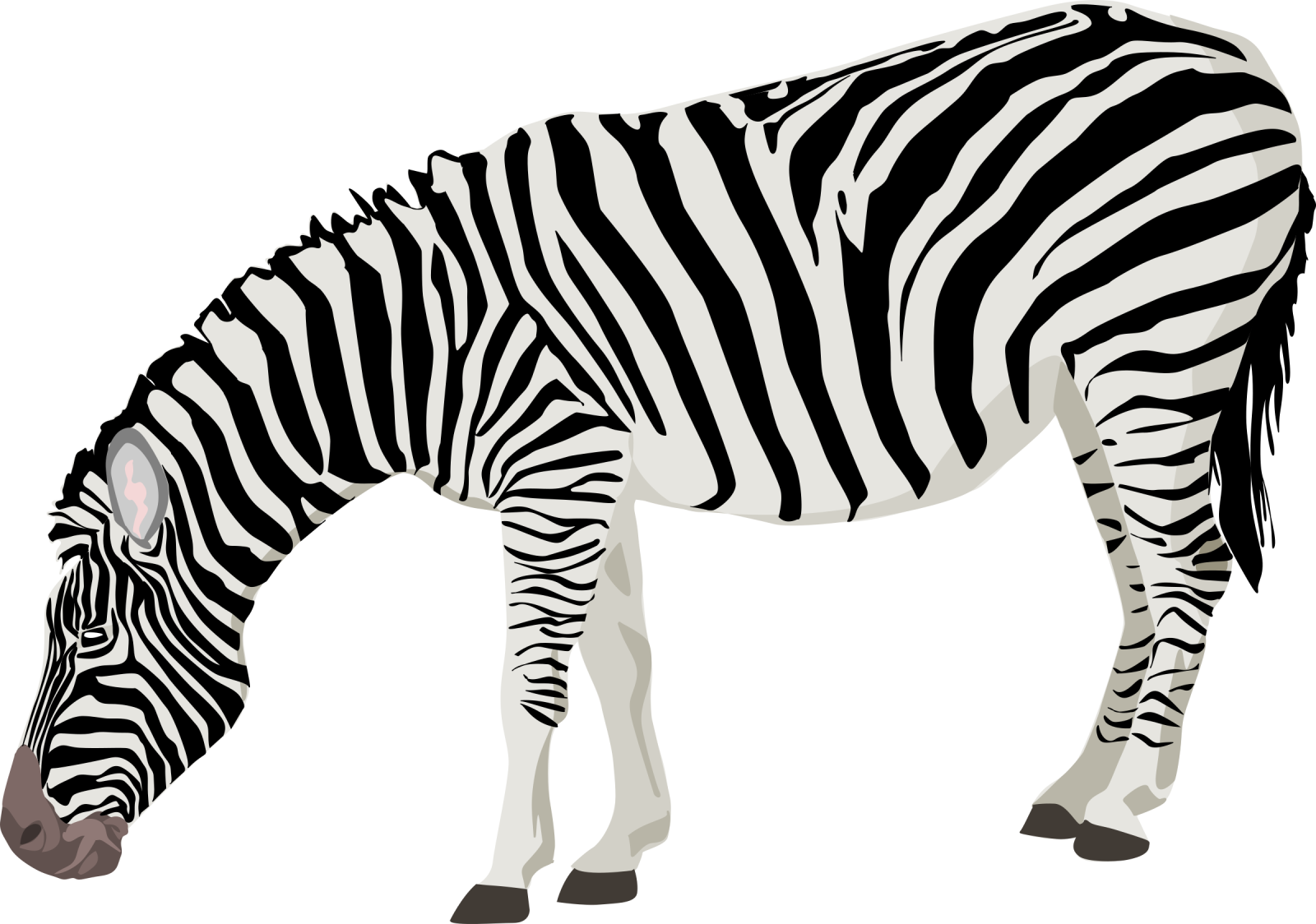 a zebra eating grass on a white background