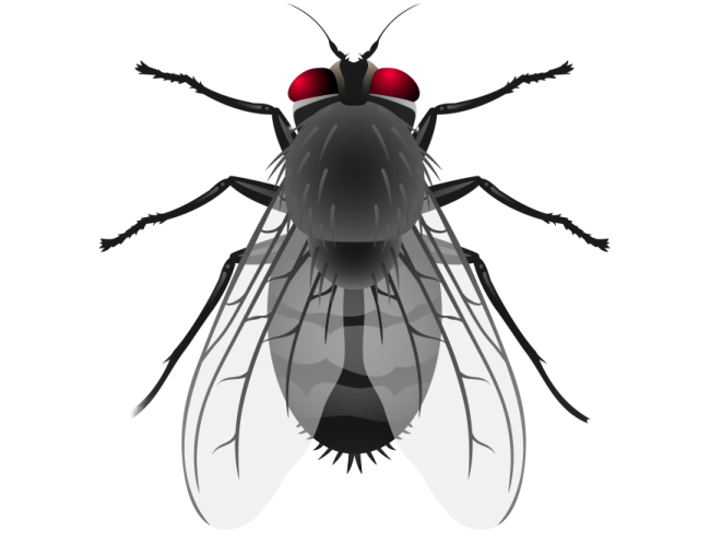 a black fly insect with red eyes