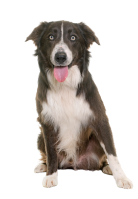 a brown and white dog sitting down with its tongue out