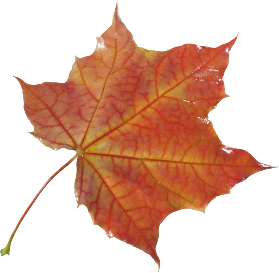 a red and yellow leaf on a white background