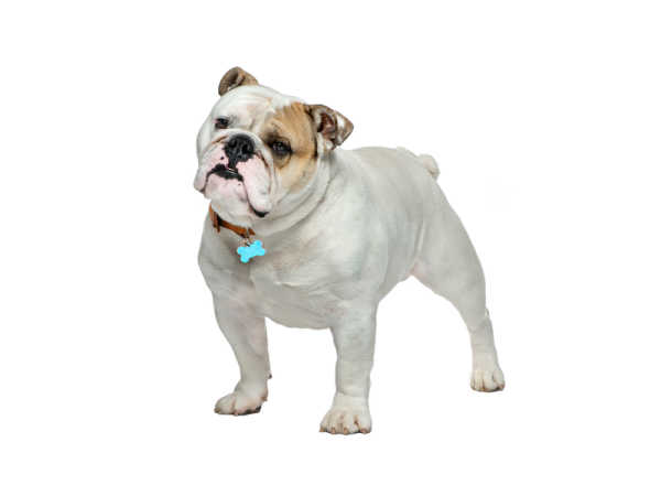 a white and brown dog with a blue collar