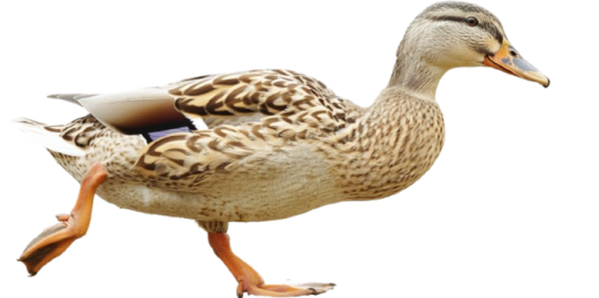 a duck walking across a white surface