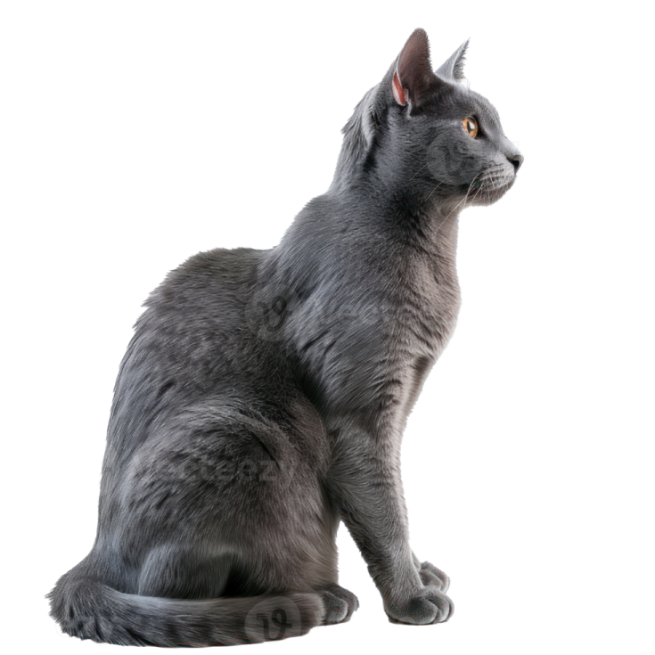 a gray cat sitting down and looking up