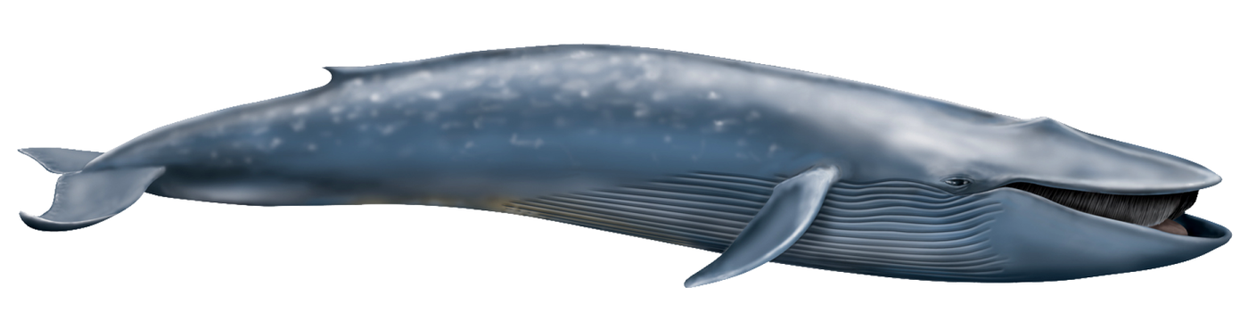 a blue whale with its mouth open