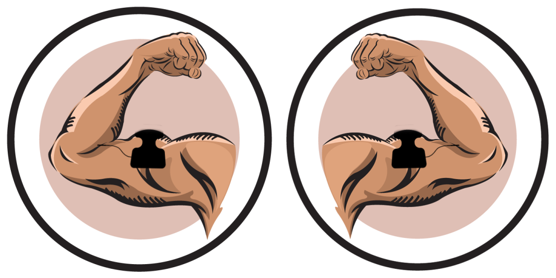 two images showing the biceps and biceps muscles