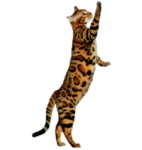 a cat that is standing on its hinds