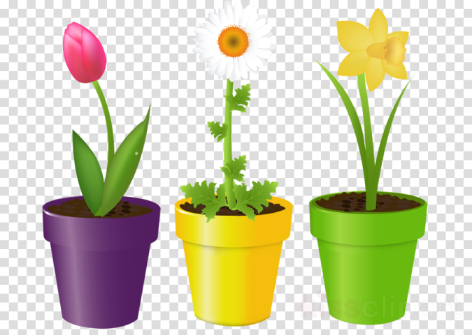 three pots with flowers in them on transparent background