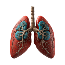 an image of a human lungs