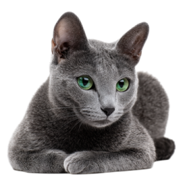 a gray cat with green eyes laying down