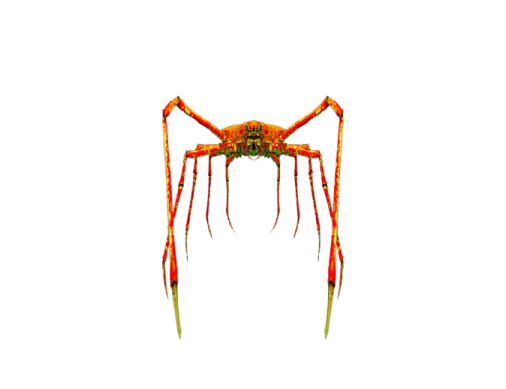 a close up of a spider on a white background
