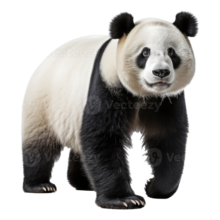 a panda bear standing up against a white background