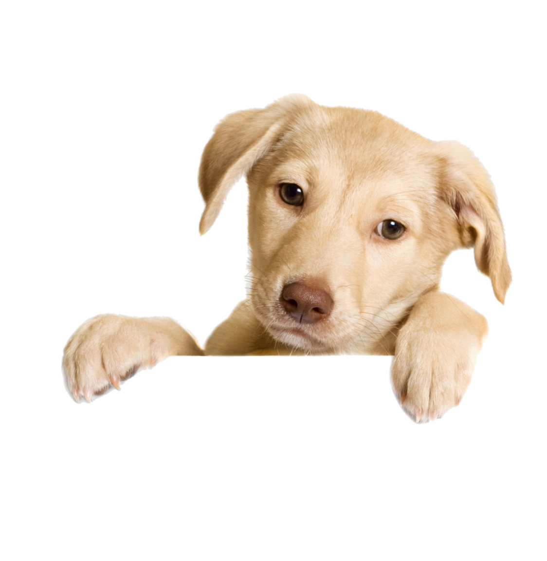 a close up of a dog looking over a sign