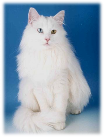 a white cat sitting on a blue background