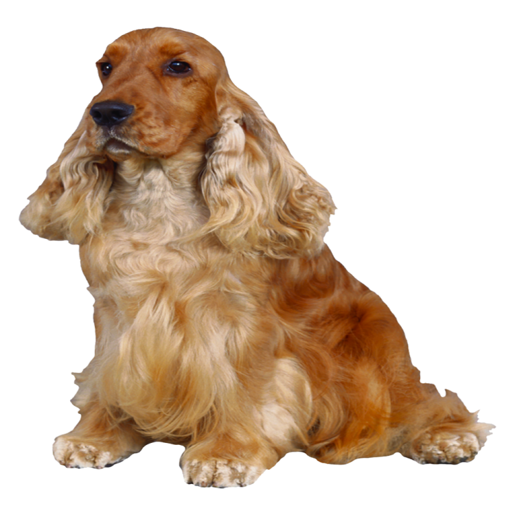 a brown and white dog is sitting down