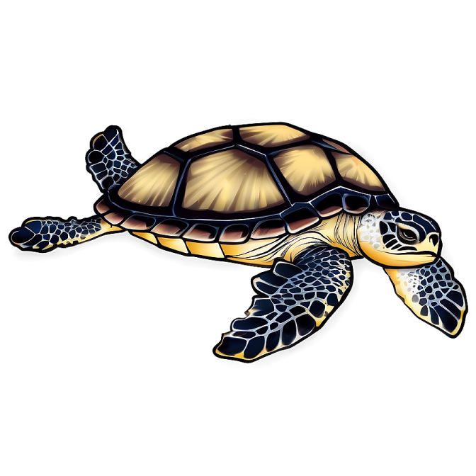 a sea turtle on a white background