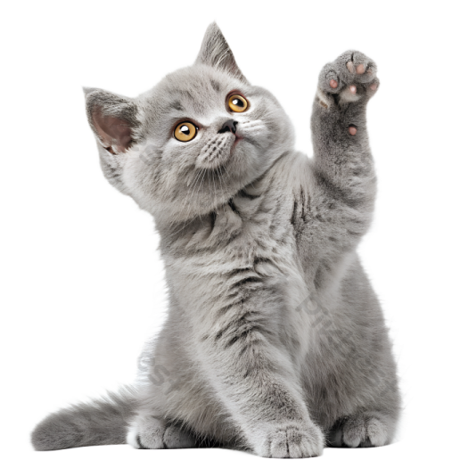a gray kitten is reaching its paw up