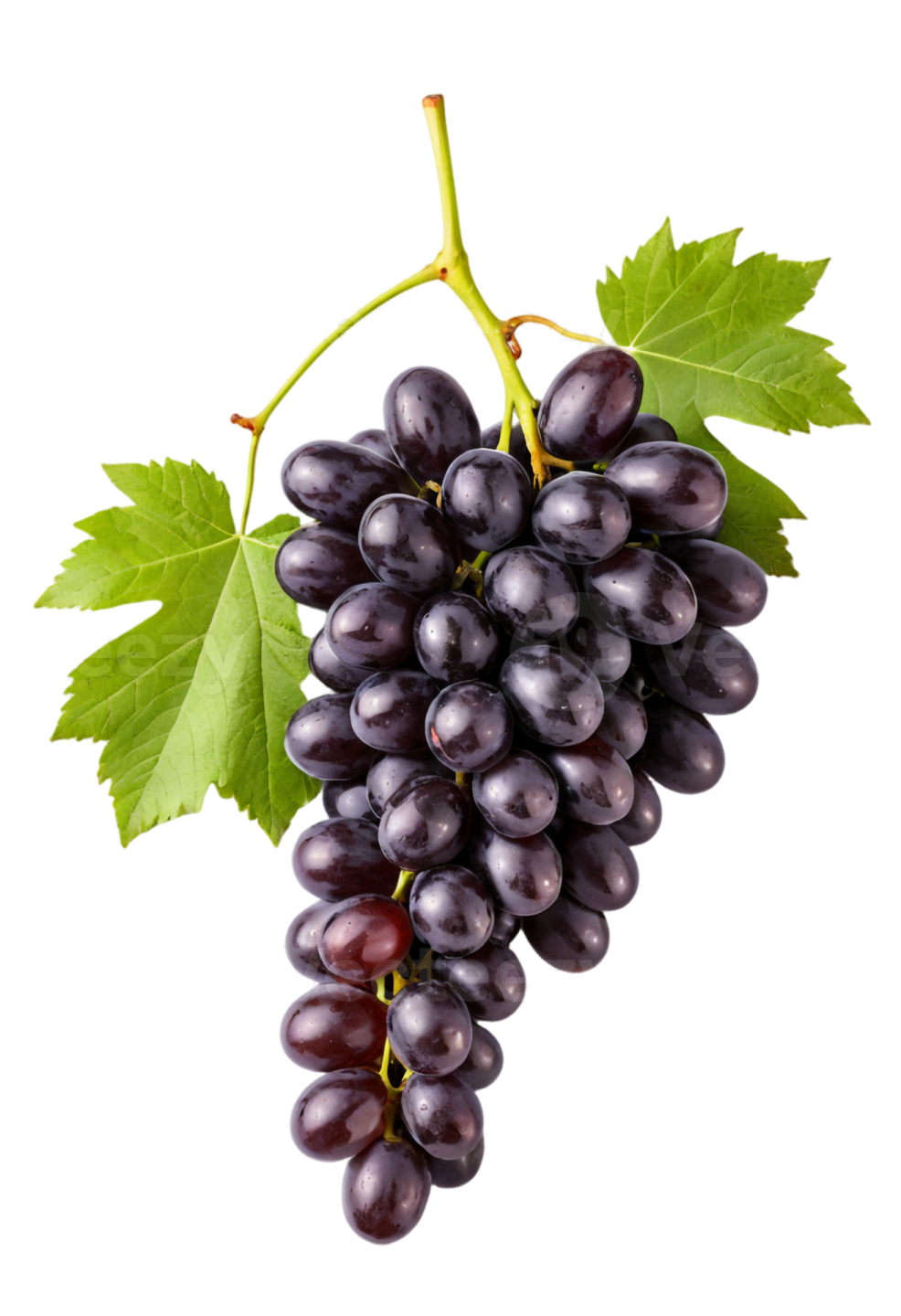 a bunch of black grapes with green leaves