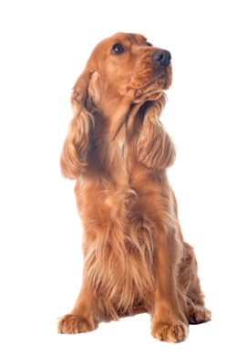 a brown dog is looking up to the sky