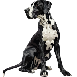 a black and white dog sitting down