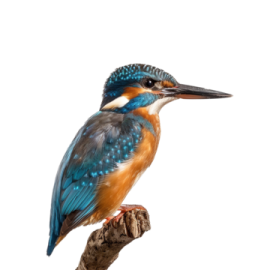 a bird sitting on top of a tree branch