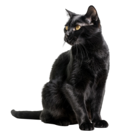 a black cat sitting on the ground