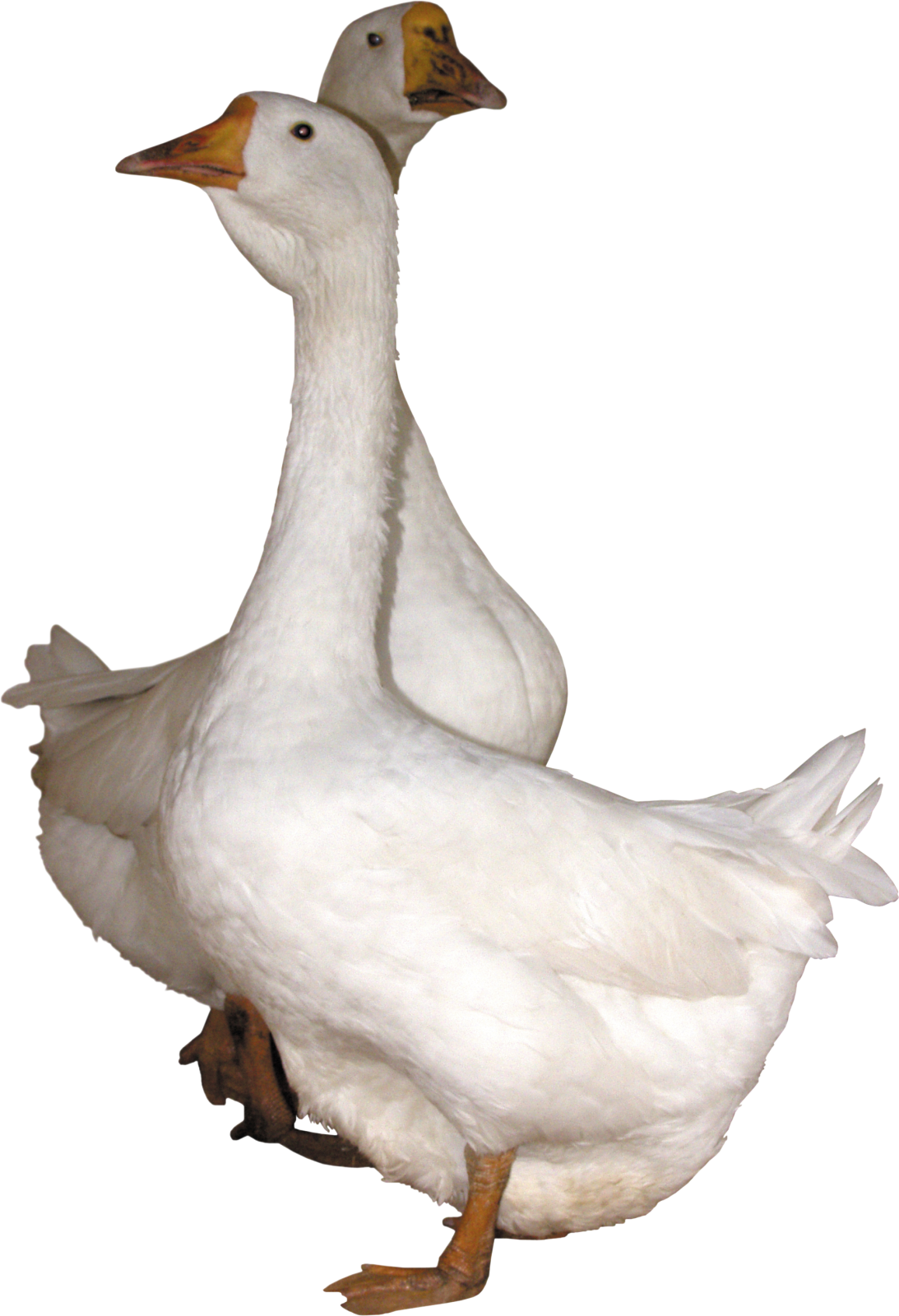 the duck is white