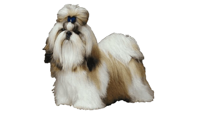 a brown and white dog sitting on a white background