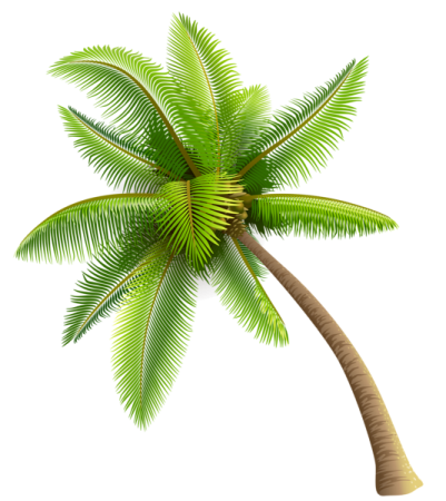 a palm tree on a white background