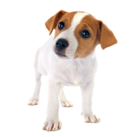 a small brown and white dog standing on a white surface