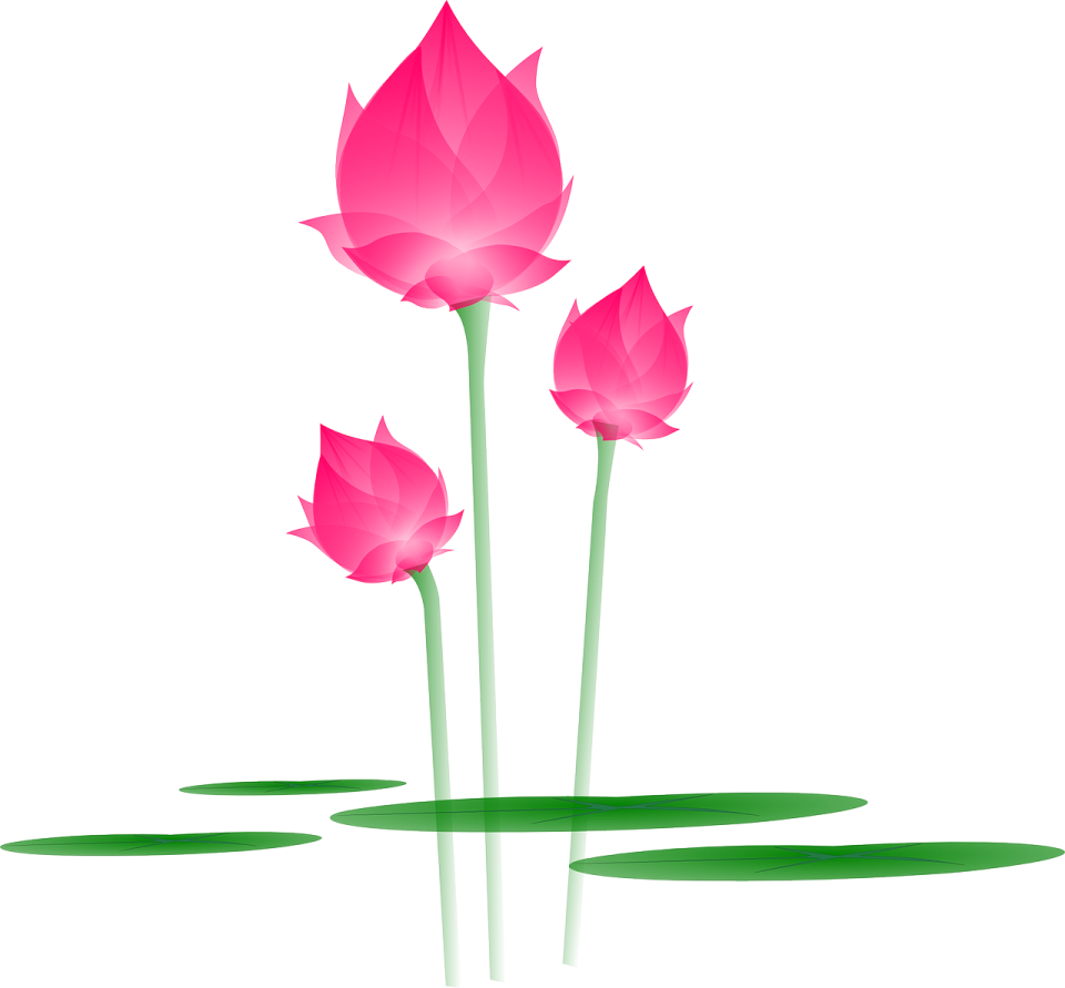 three pink lotus flowers floating in a pond