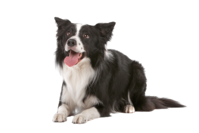 a black and white dog with its tongue out