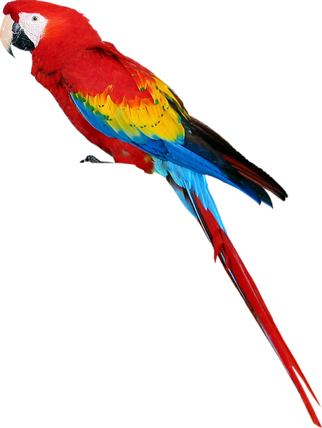 a red and yellow parrot sitting on top of a branch