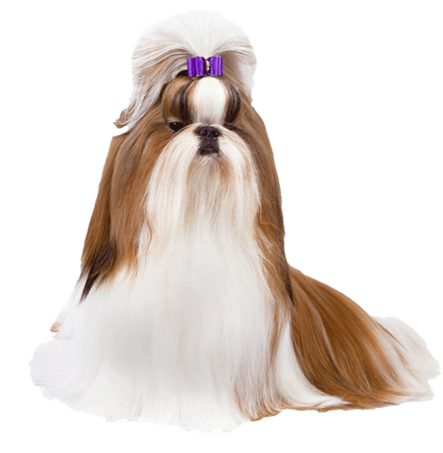 a small dog with a purple bow on its head
