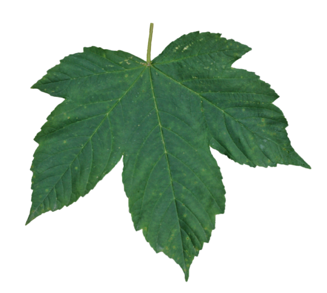 a green leaf on a white background