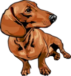 a brown dog is standing on its hinds