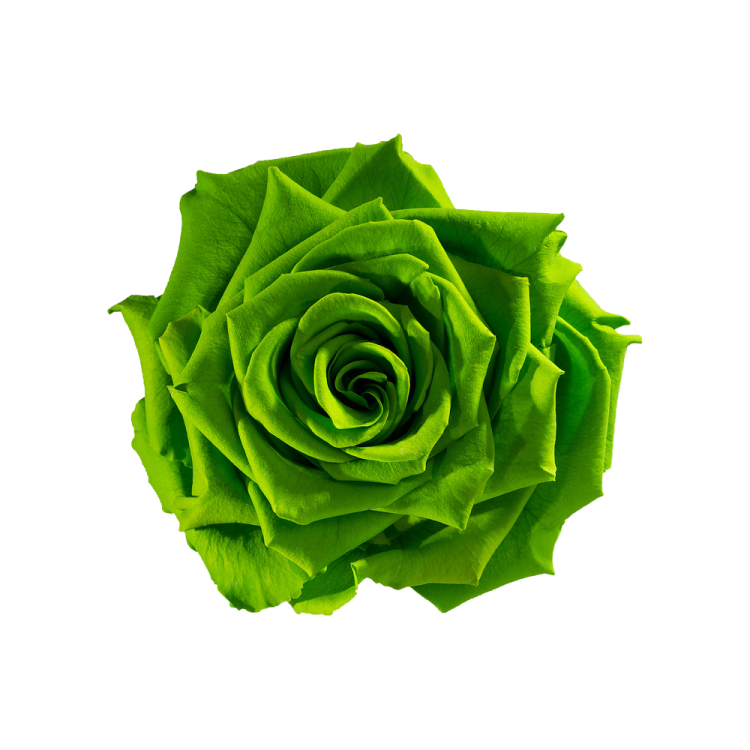 a green rose on a white background
