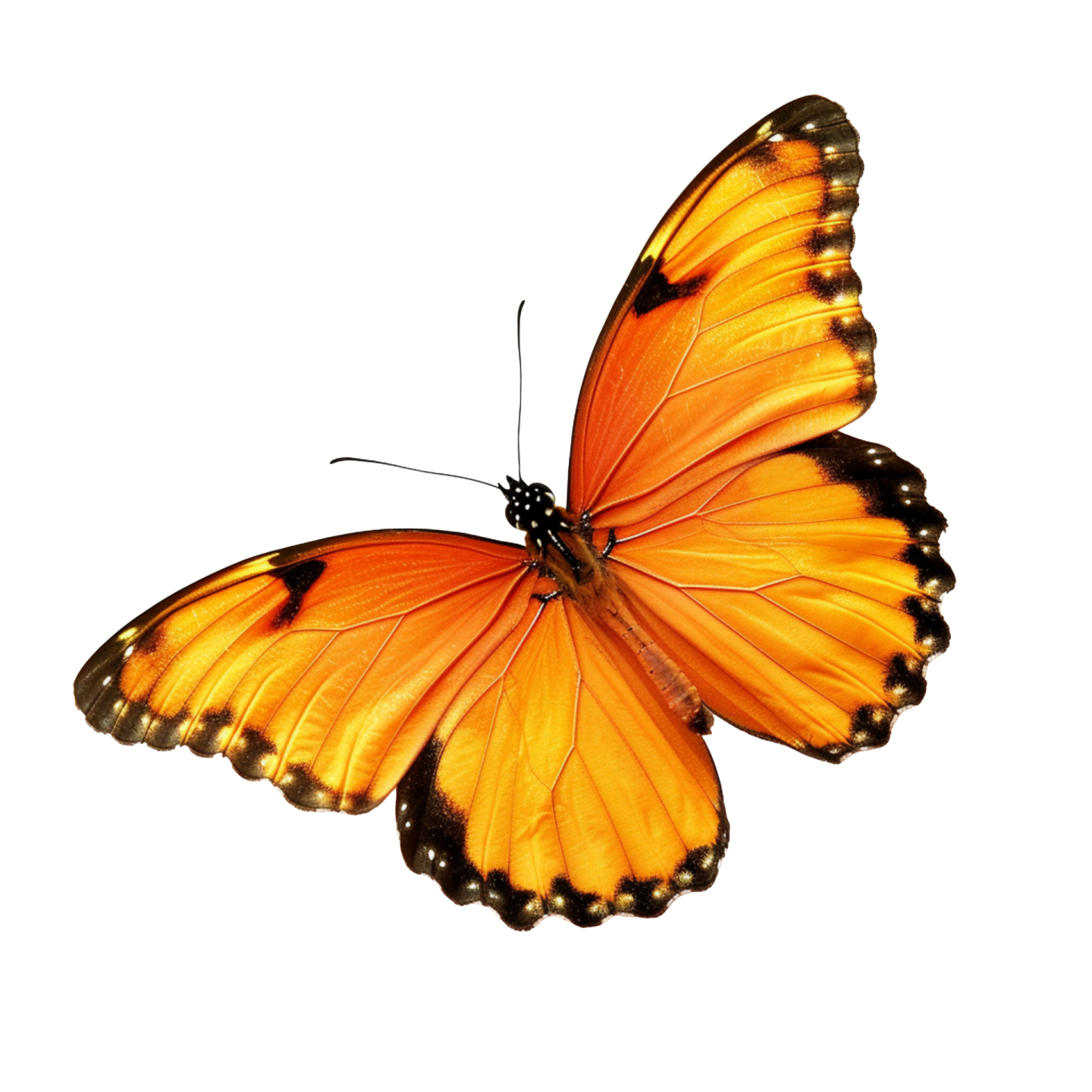 an orange butterfly on a white background