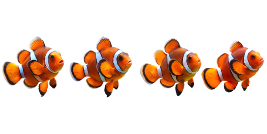 a group of clown fish swimming in the ocean