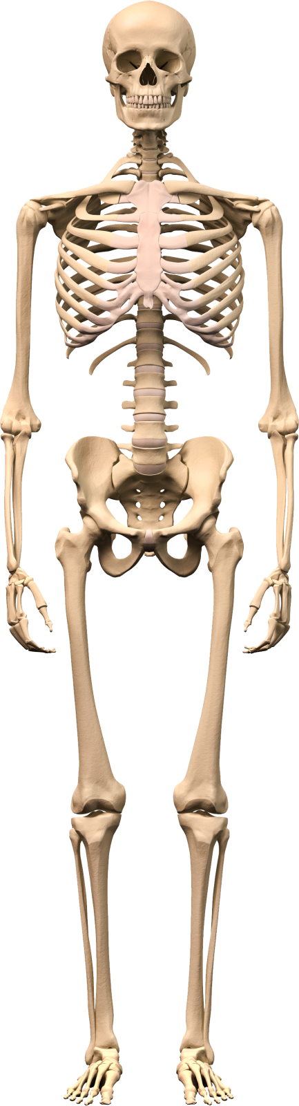 a human skeleton is shown in this image