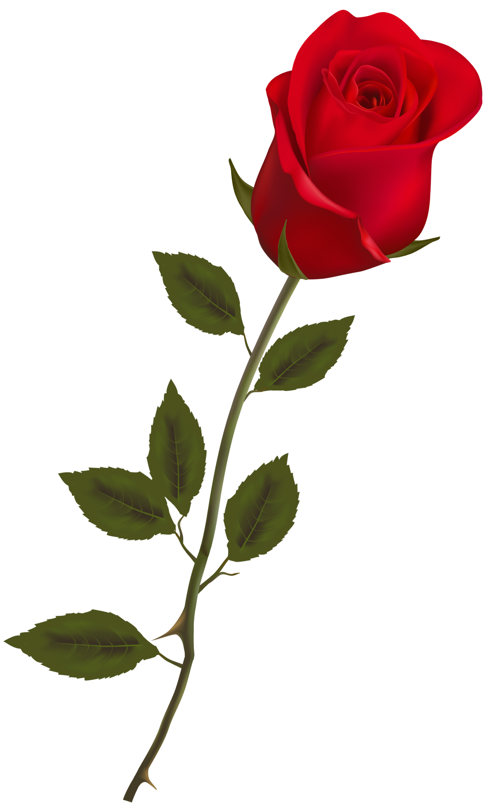 a single red rose on a white background